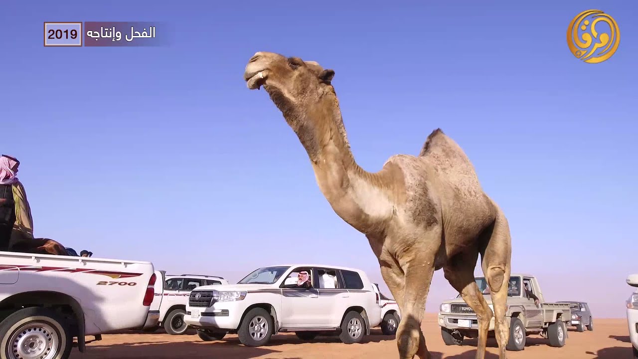 الفحل عرنون وانتاجه لمالك الابل قعيد مرزوق المطيري 2019