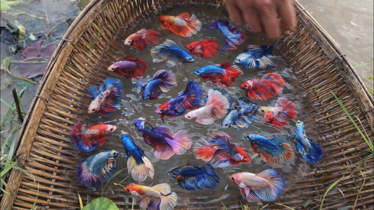 Incredible Hand Betta Fishing Skills in Natural Waters