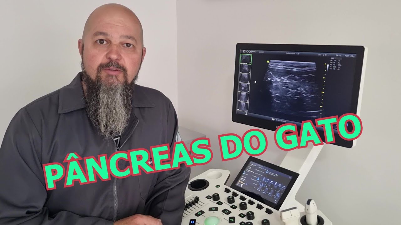 ultrassonografia do pâncreas do gato