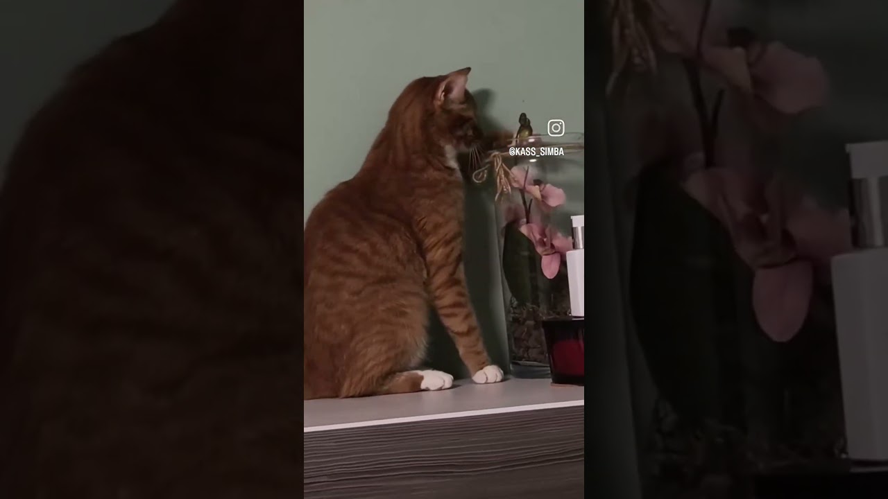 Симба #cat #коткомпот #кот #веселыекоты