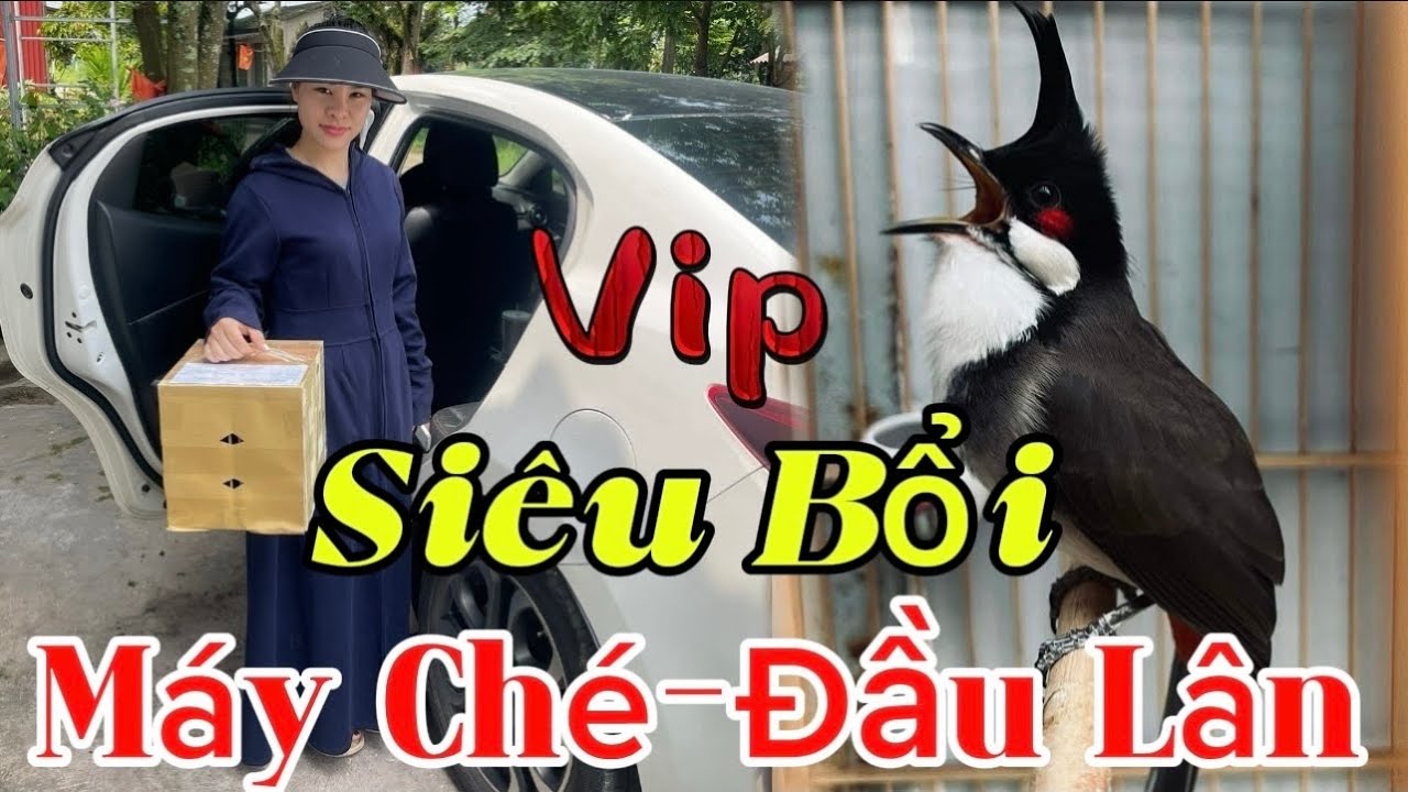 28/12 Thanh Lý 700k Siêu Phẩm Bổi Vip/Siêu Ché Bộ Dài Đòn Lông Mỏng/Chơi Cánh Cầu Cực Tốt 