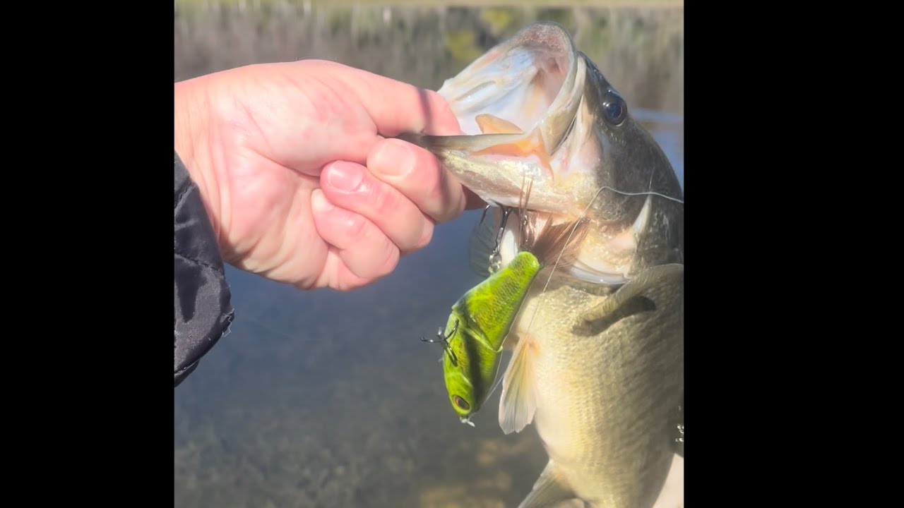 Магазин рыболовных принадлежностей Glide bait shop to catch