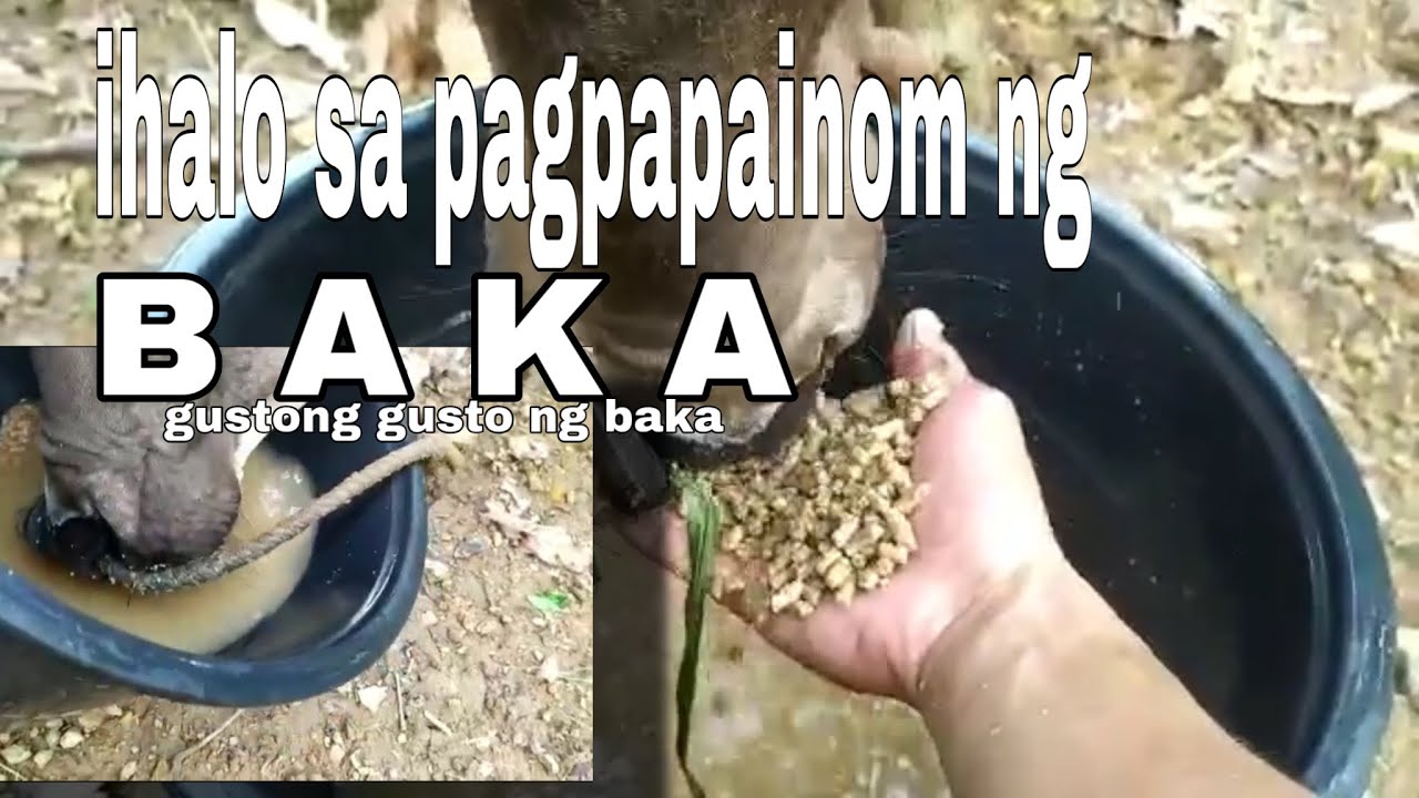 Grower feeds panghalo sa pagpapainom ng Baka