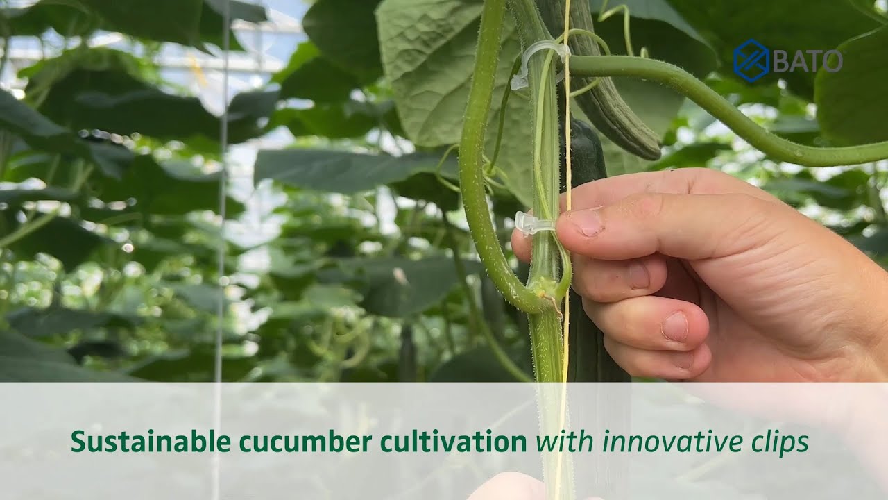 Bato 14mm Cucumber Clip