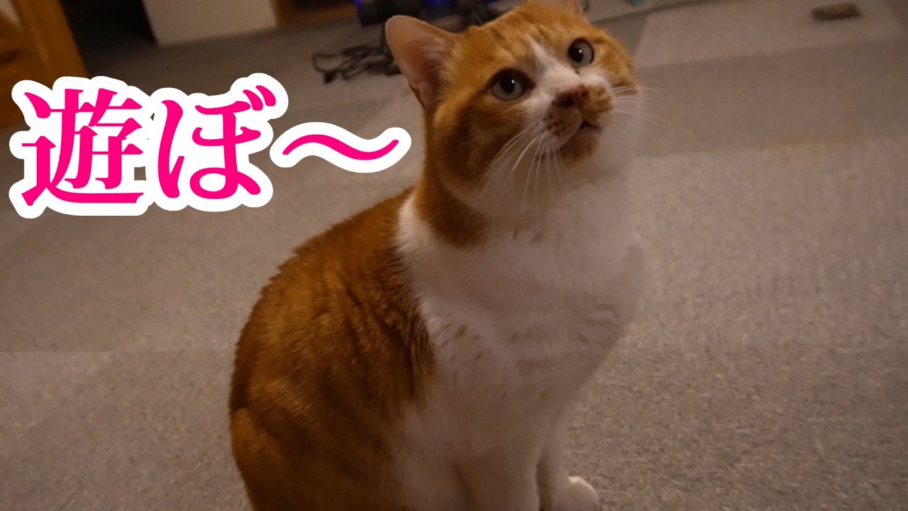 お知らせ「今週のプレミア公開も休みます」元野良猫のオイオイ