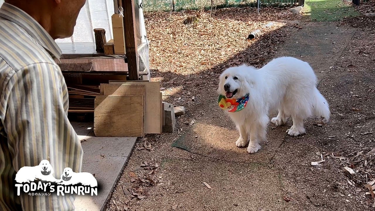 外で遊びたくて犬舎入りを拒否したルンルンです　Great Pyrenees　グレートピレニーズ
