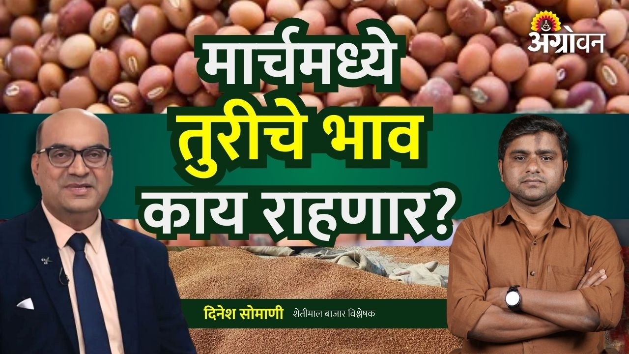 Tur Rate: मार्चमध्ये तुरीच्या भावात सुधारणा होणार? | Agrowon