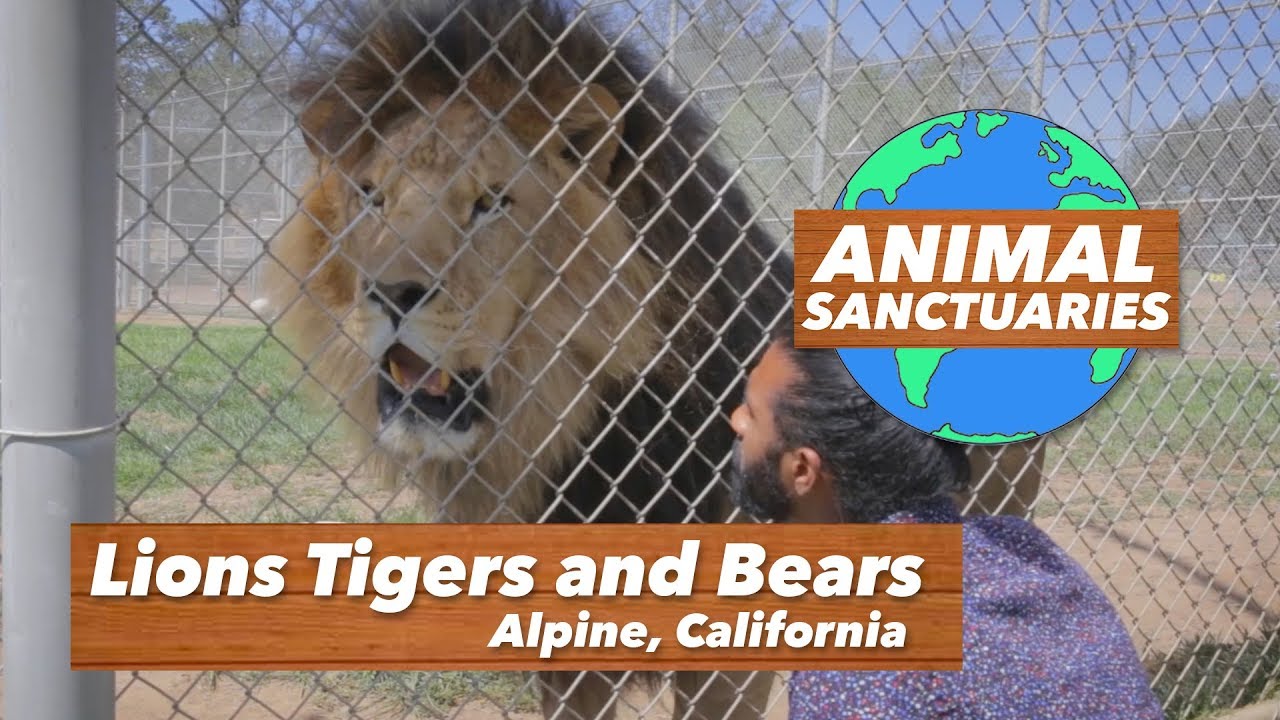 Lions Tigers and Bears - Animal Sanctuaries [Ep.10]