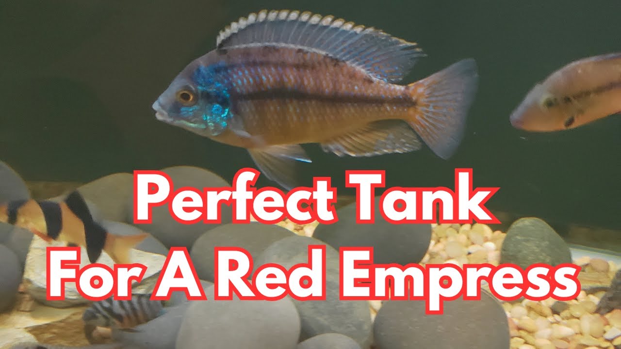 Perfect Tank Setup for Red Empress (and other Malawi Cichlids)