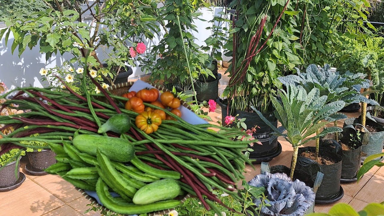 Panen kacang panjang di pot buah nya lebat,  panen untuk persiapan buka puasa, semai buncis 