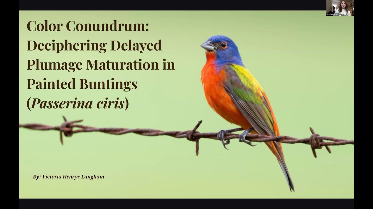 Color Conundrum: Deciphering Delayed Plumage Maturation in Painted Buntings