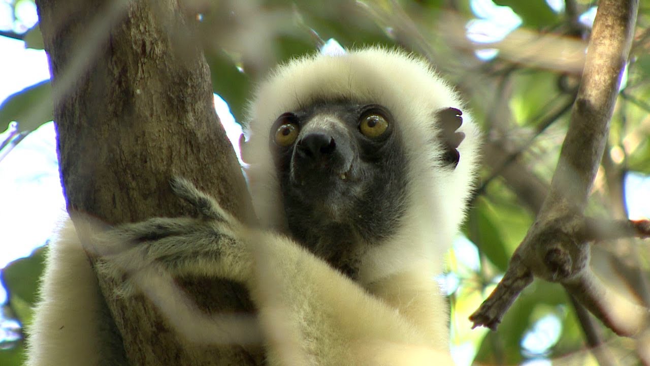 【HD】 Madagascar Island ~Animals~  | マダガスカル島の動物