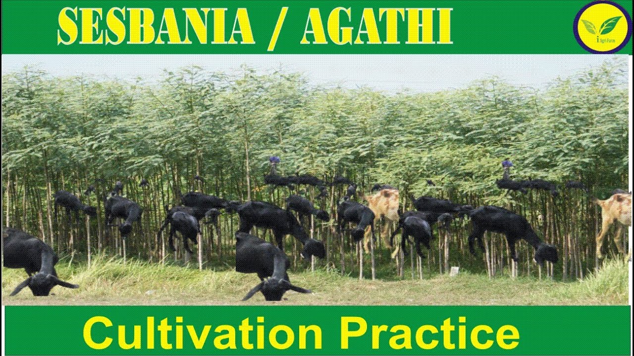Sesbania | Agathi | அகத்தி Green Fodder Cultivation