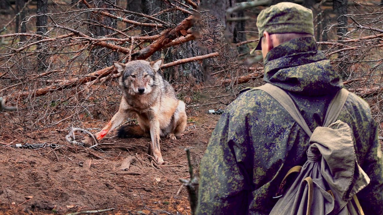 🐺(Часть1)Волк лежал и только тихо стонал,парень остановился, пораженный этим зрелищем!