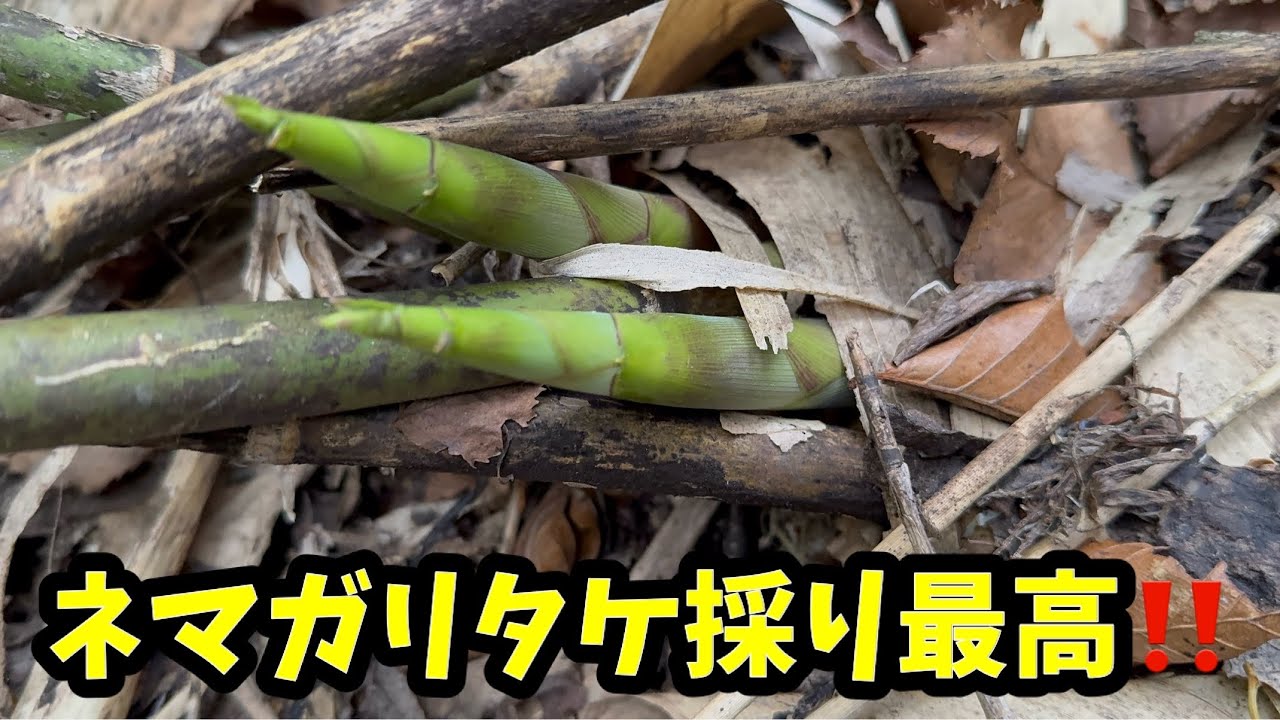 【ネマガリタケ】タケノコ採りって最高に楽しい〜〜！！！