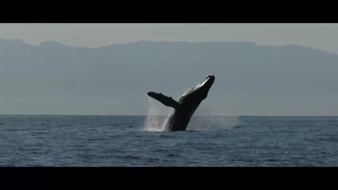 Las Ballenas de Mexico