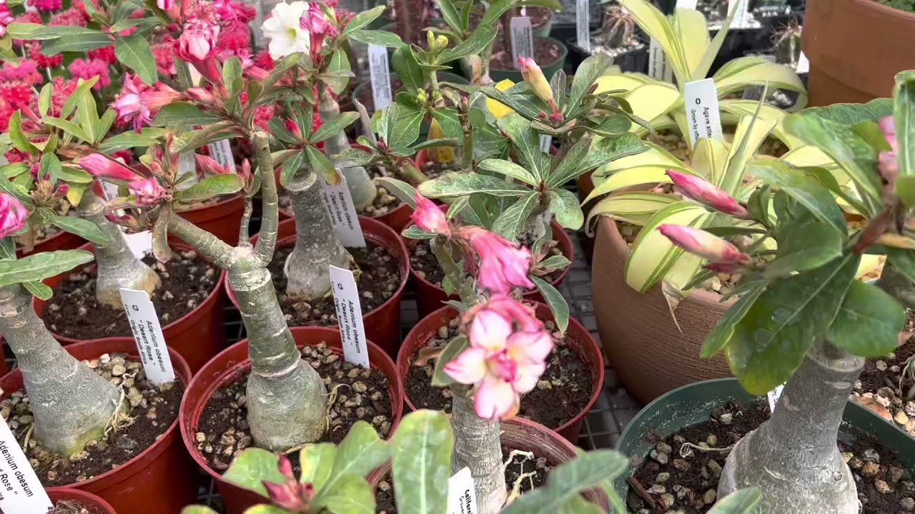 🥰 💐 ❤️ Lovely pink, red, and white blooms on Adenium obesum 