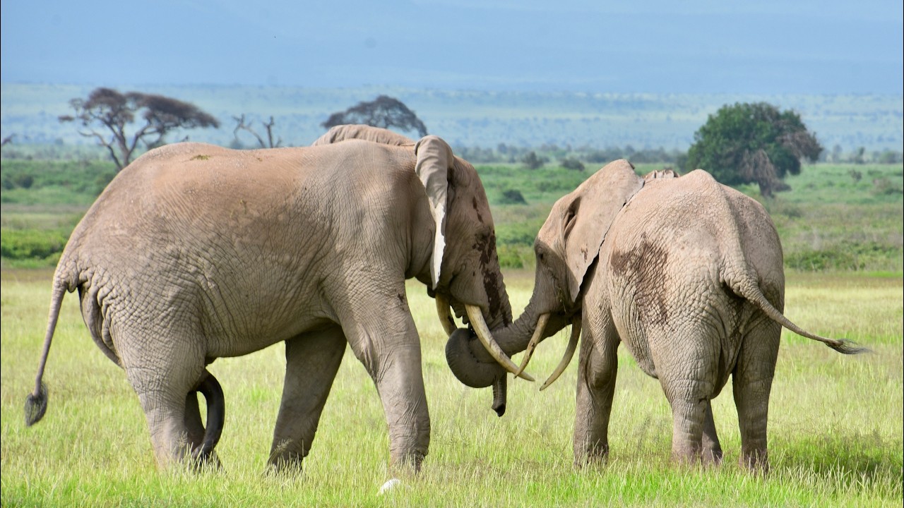 A Gentle Mating Moment Between Two Elephants #elephantlove 