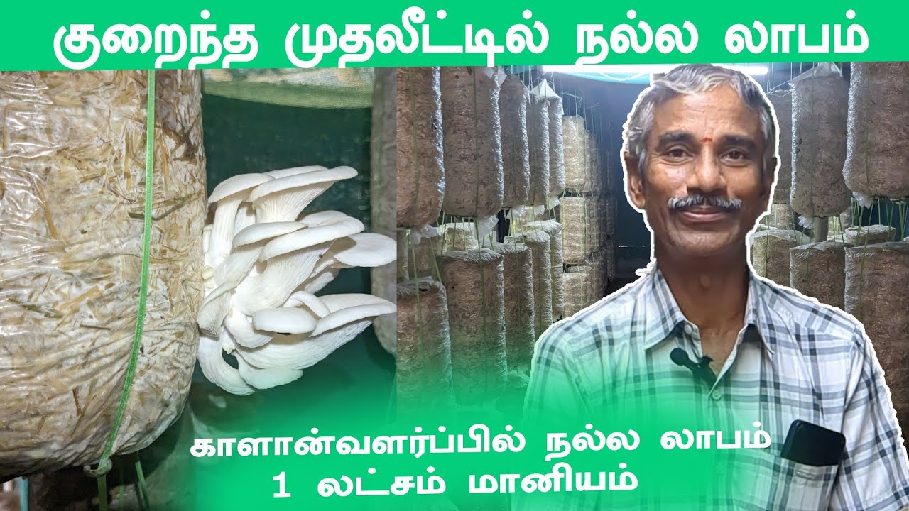 காளான் வளர்ப்பு|mushroom cultivated|குறைந்த செலவில் வருமானம் #mushroomfarm #kalanpannai
