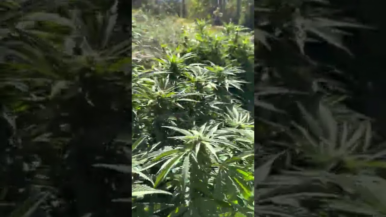 2022 outdoor grow here in Nova Scotia