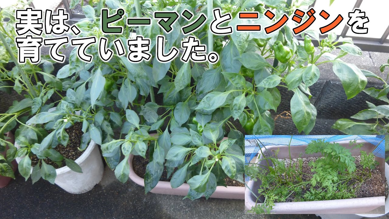 【ダイソーのニンジン＆ピーマン】物価高なので、ニンジンとピーマンを種から育ててみた。結果…
