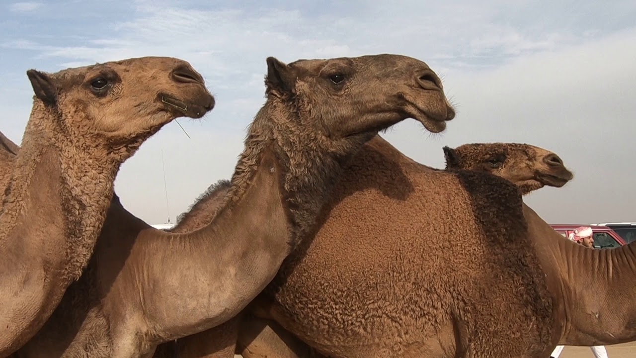 منقية أبناء المرحوم حمد بن مغثية 