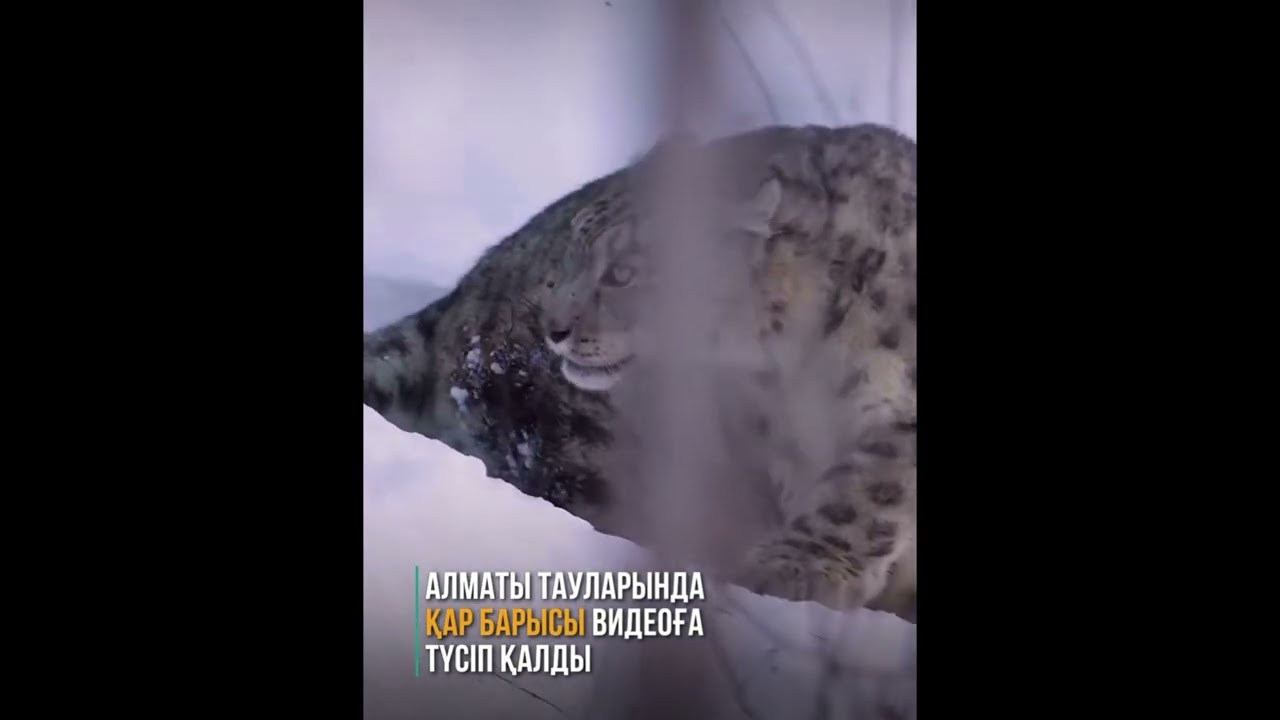 Шок Алматыда қар барысы видеоға түсіп қалды