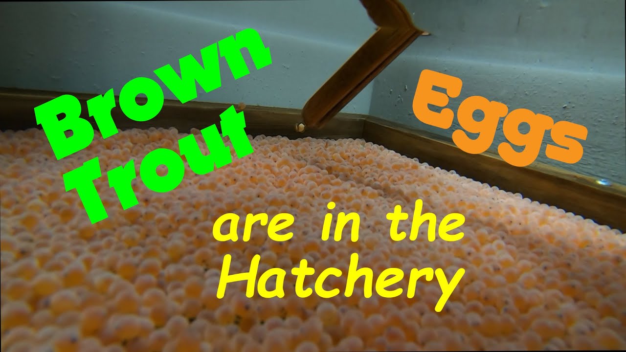 Brown Trout Eggs are in the Hatchery!