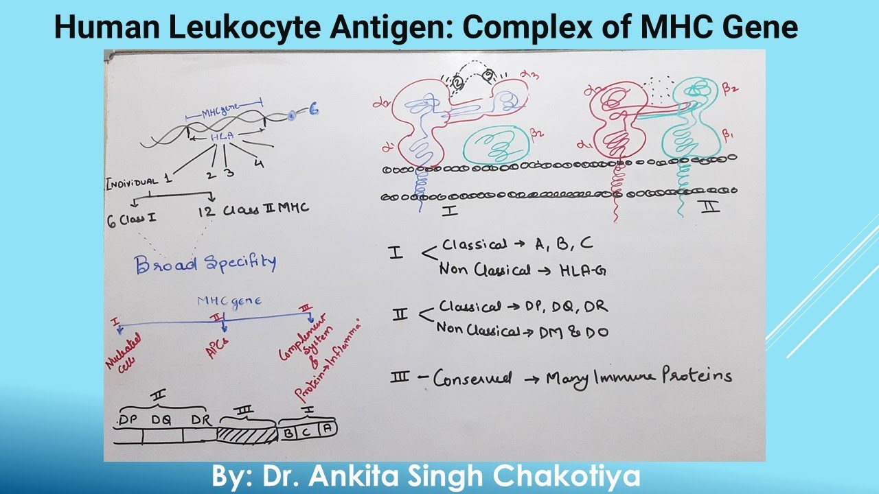 Human Leukocyte Antigen: Complex of MHC Gene