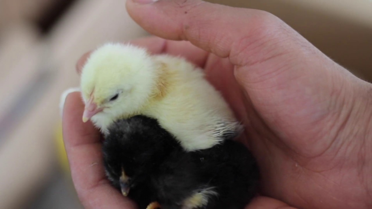 Come svezzare i pulcini dopo la schiusa... 🐣  | My Farm Project