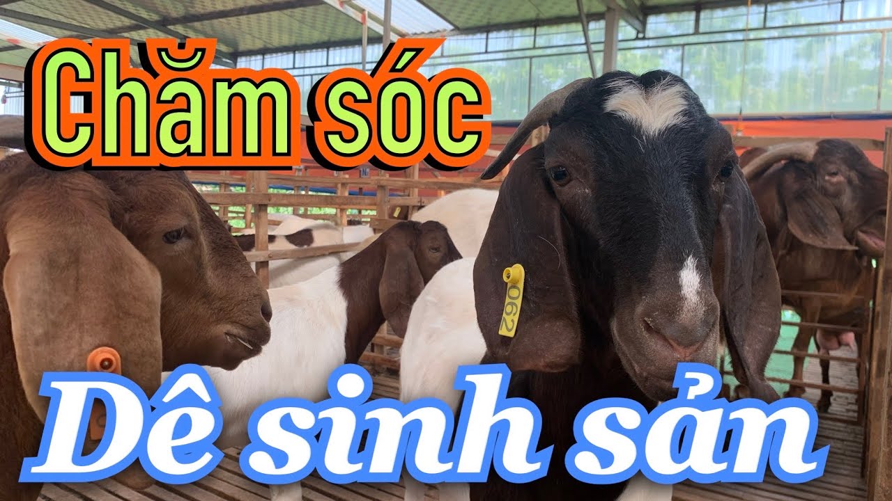 Chăm sóc dê sinh sản
