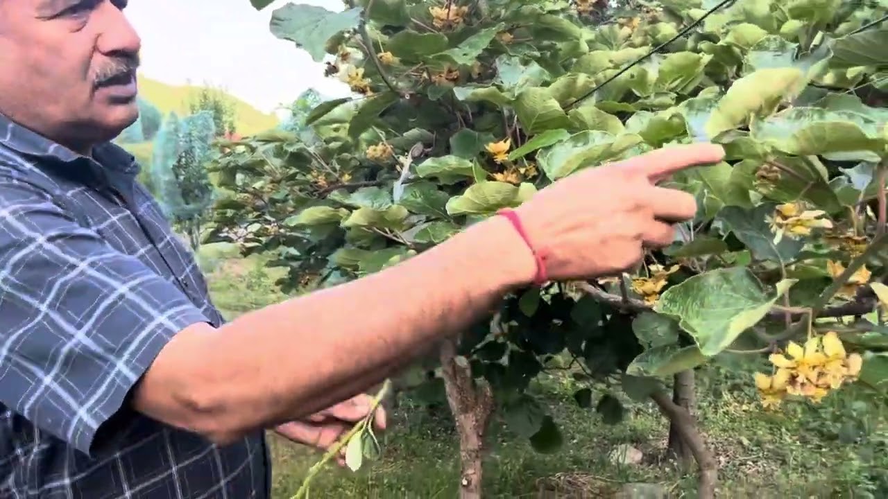 Kiwi flower practices || कीवी के फूल अवस्था में किये कार्य l
