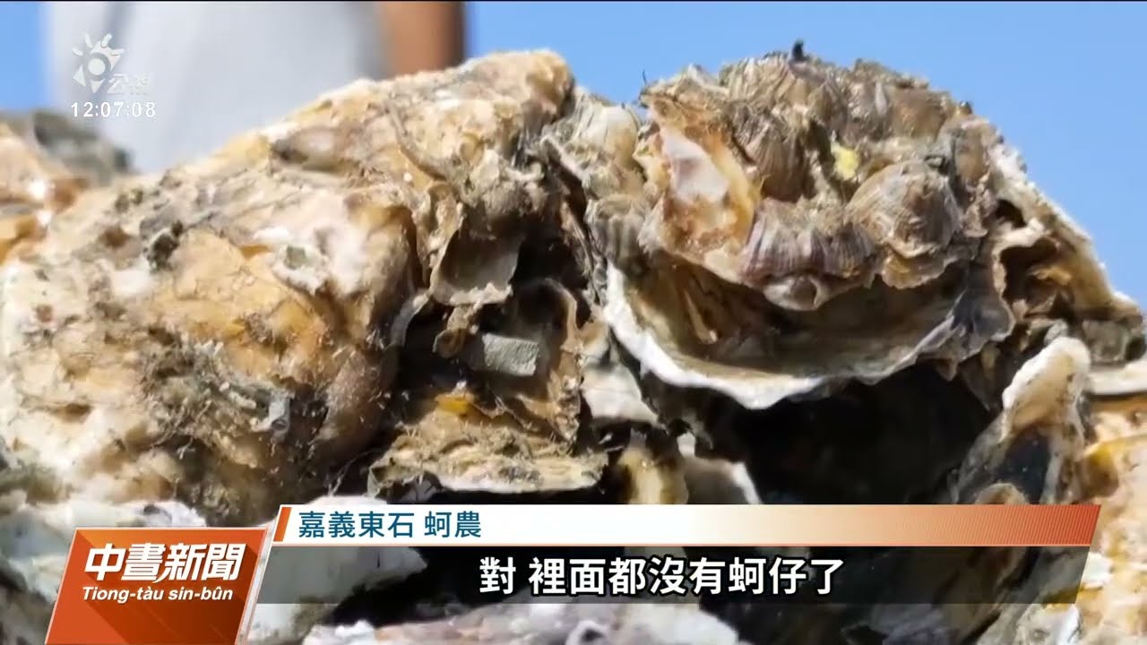 嘉義東石牡蠣大量死亡 初判天敵蚵螺肆虐造成｜20220820公視中晝新聞