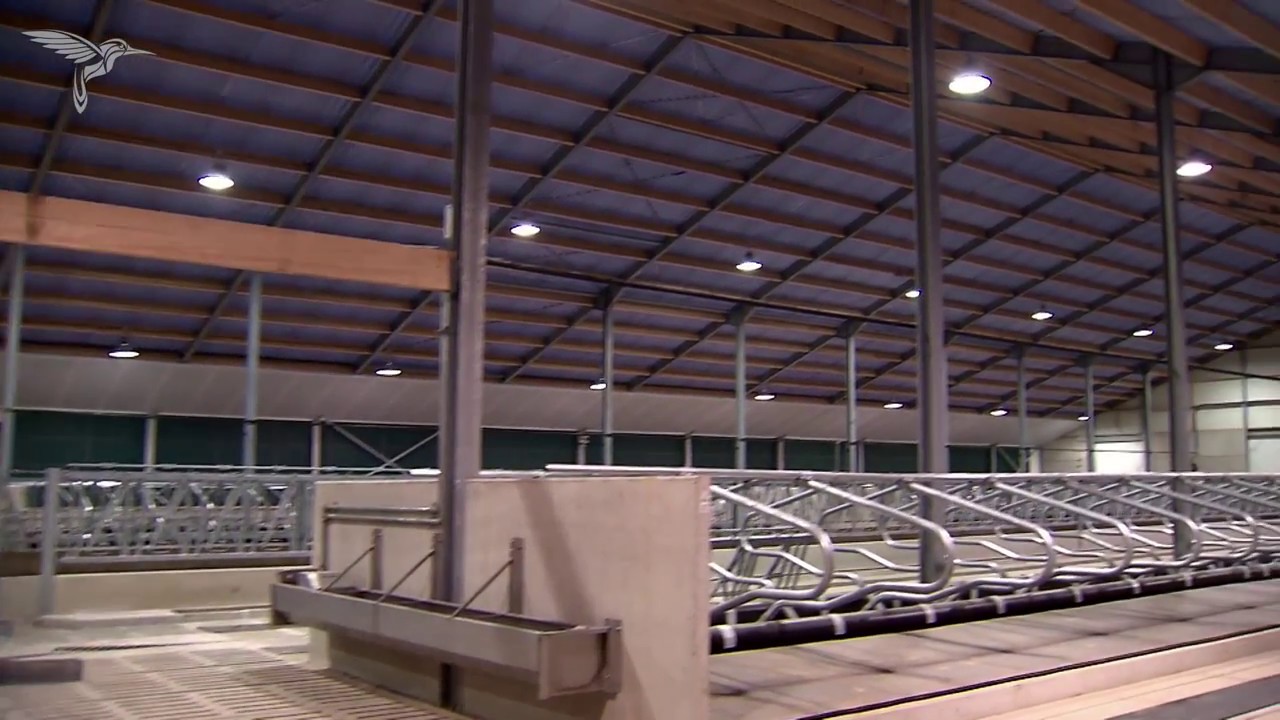 Dronevlucht binnen nieuwe koeienstal