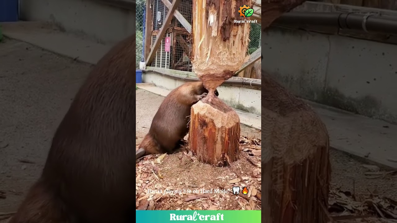 Seeing the Strength of Those Beaver Teeth Just Broke My Brain! 🤯 Natural Chainsaw Power! #beaver