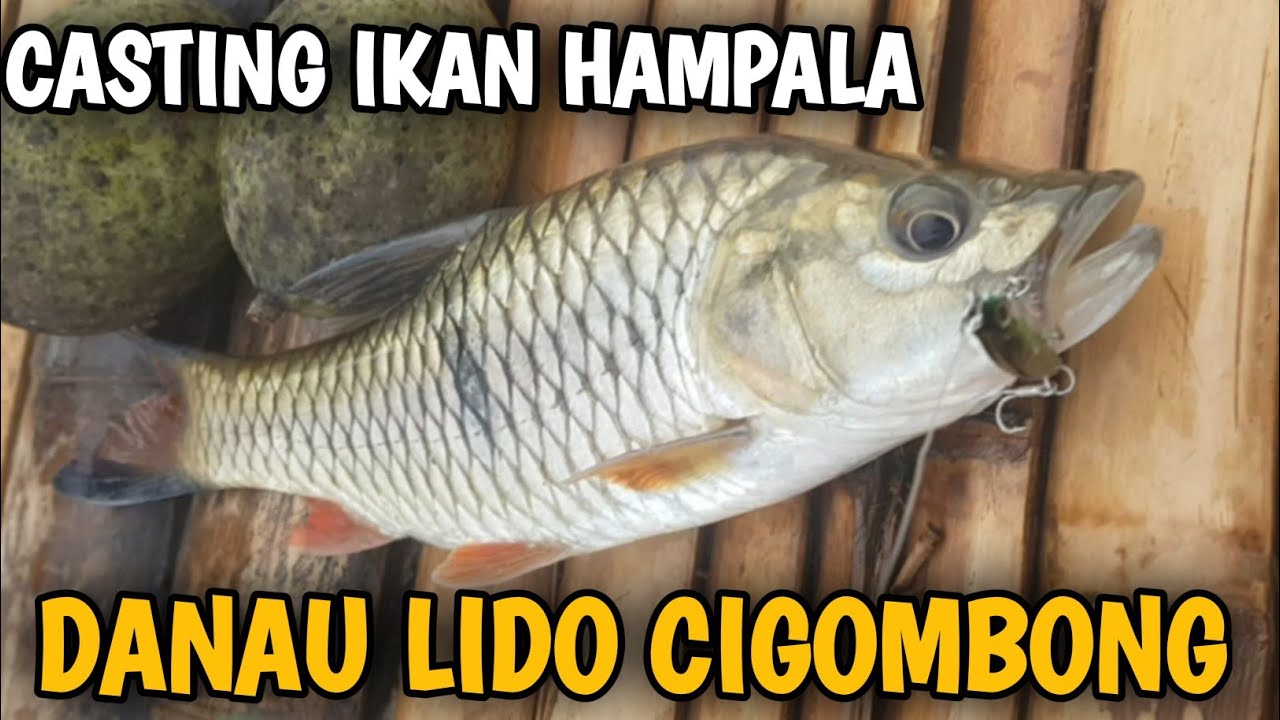 FULL STRIKE !!! Berburu ikan Hampala Danau Lido (