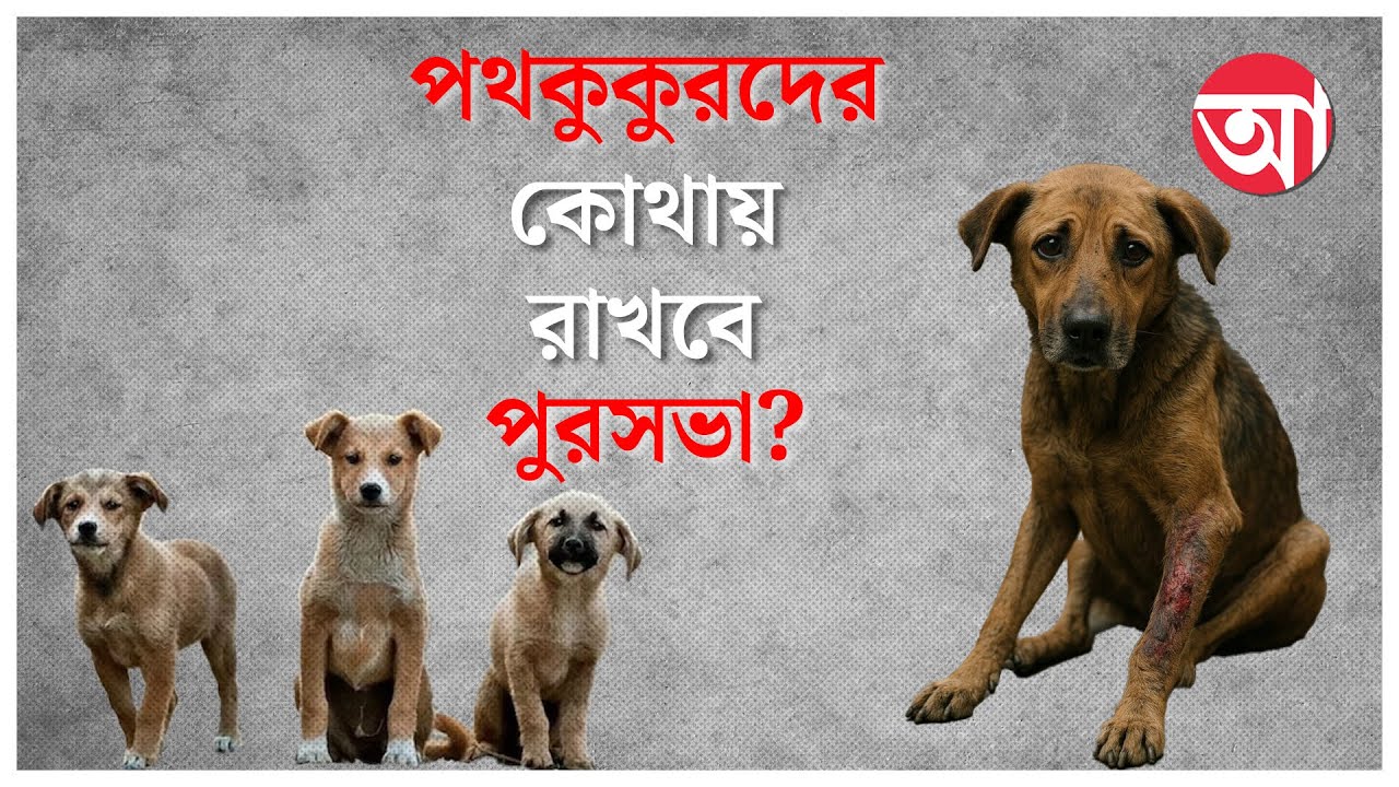 Stray Dog Row। সুপ্রিম কোর্টের নির্দেশের পর পথকুকুরদের ঠিকানা কোথায়?