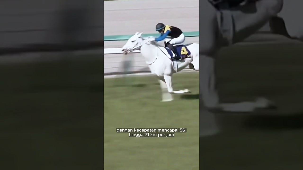 Perbandingan 3 Jenis Kuda Balap Terkenal: Thoroughbred, Arabian, dan Quarter Horse #kuda