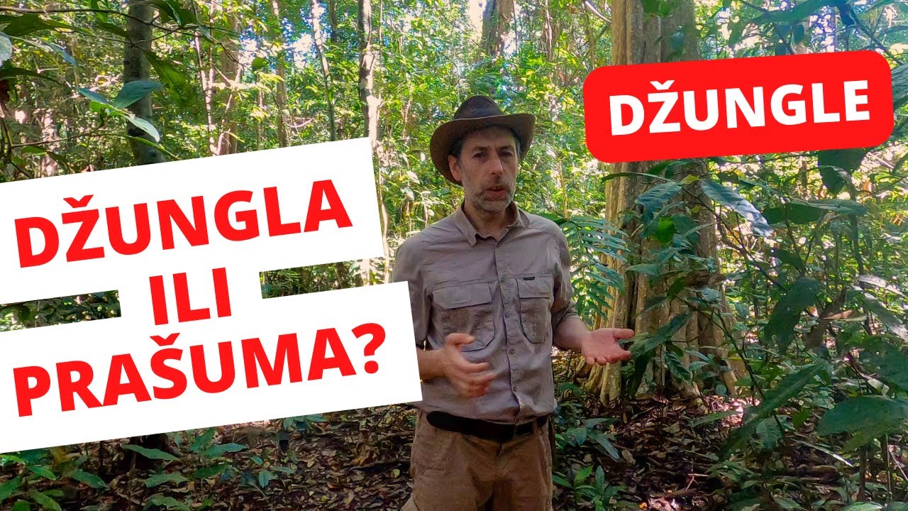 Džungla ili pra&scaron;uma?