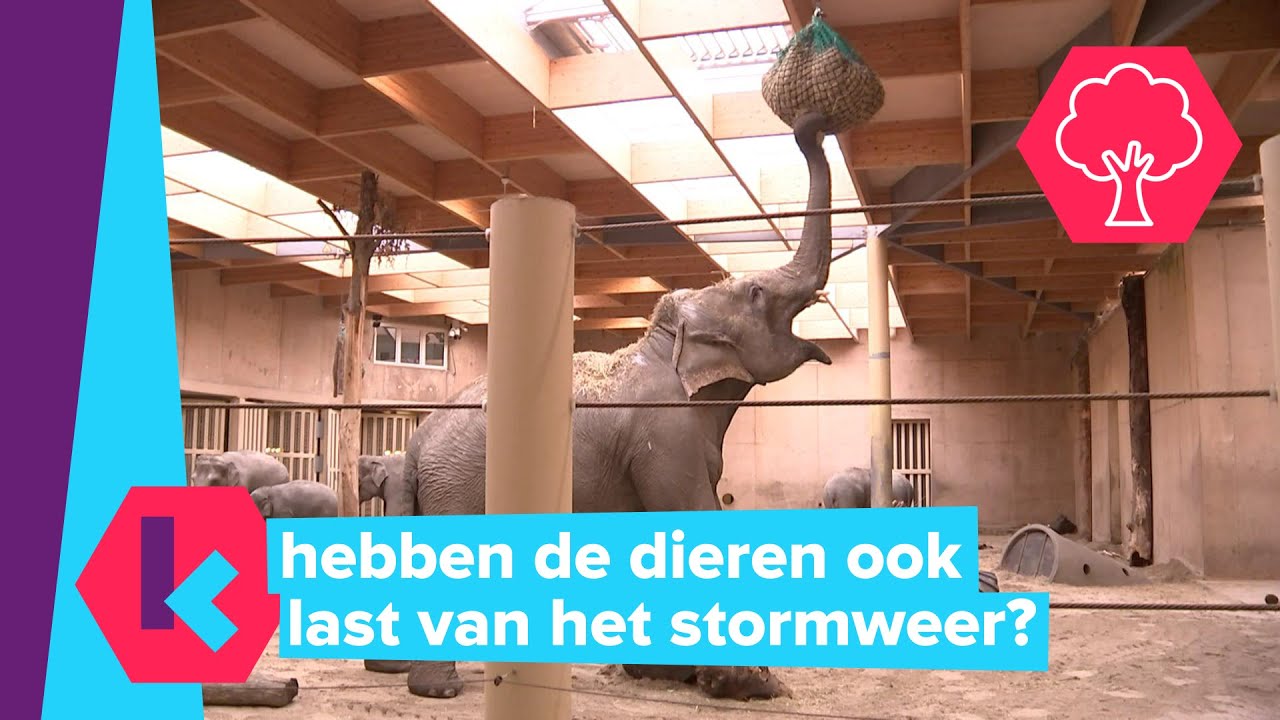 wat doen de dieren tijdens storm Ciara?
