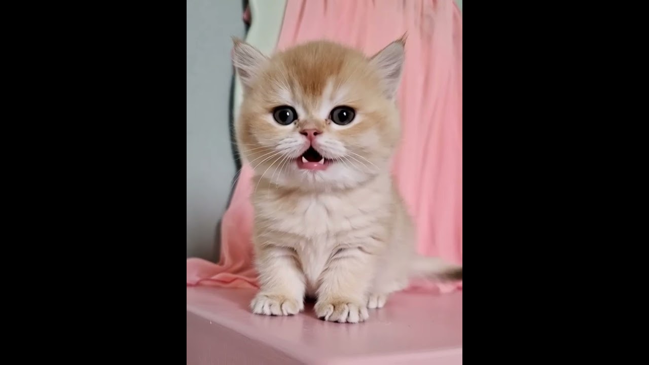 The Cutest Tiny Kitten You'll Ever See! 🐾 | Pocket-Sized Fluff Ball