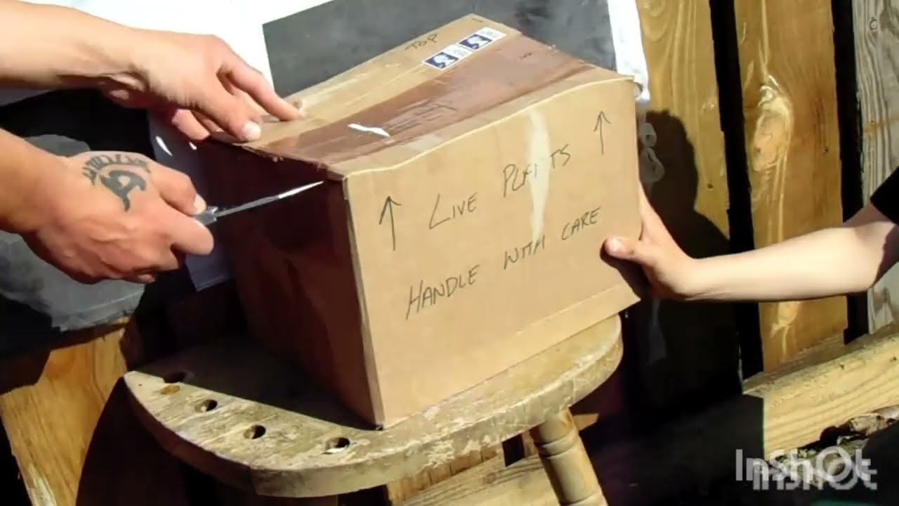 Unboxing Something *EXCITING*! from @NotAnotherBonsaiChannel   #unboxingvideo #bonsaiviral