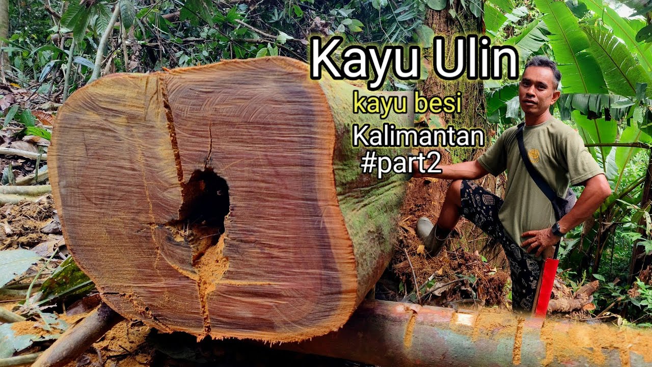 Kayu ulin kokoh yang di buat papan eksotis. Menggunakan mesin chainsaw 070.!! 