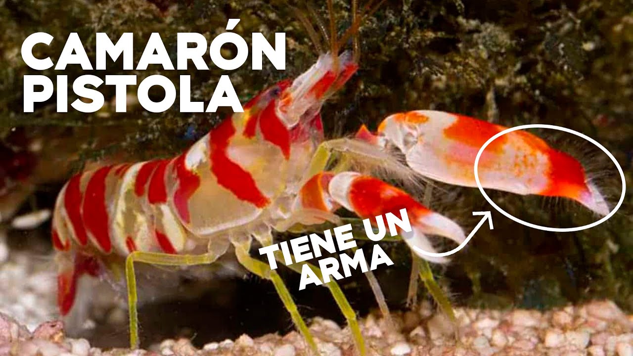 CURIOSIDADES - EL CAMARÓN PISTOLA, EL JOHN WICK DE LA NATURALEZA