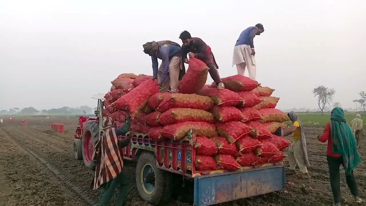 Pototo harvesting start, But horrifying situation remains same for farmers