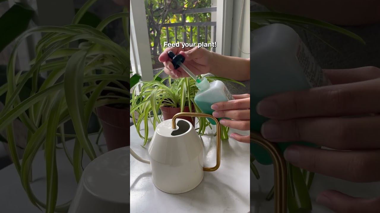 How to encourage your Spider Plant to grow spiderettes #houseplants #plants #propagation
