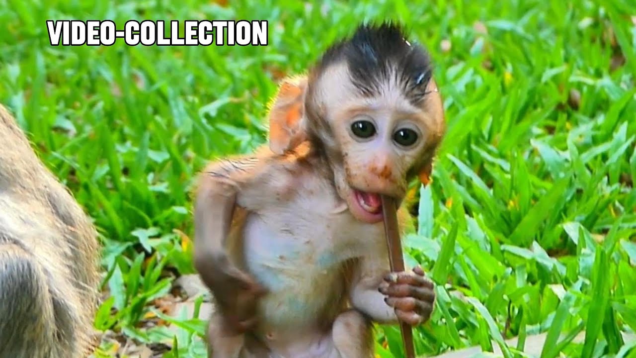 The Best Collection! adorable Javor really cute, |smsrmedia1540