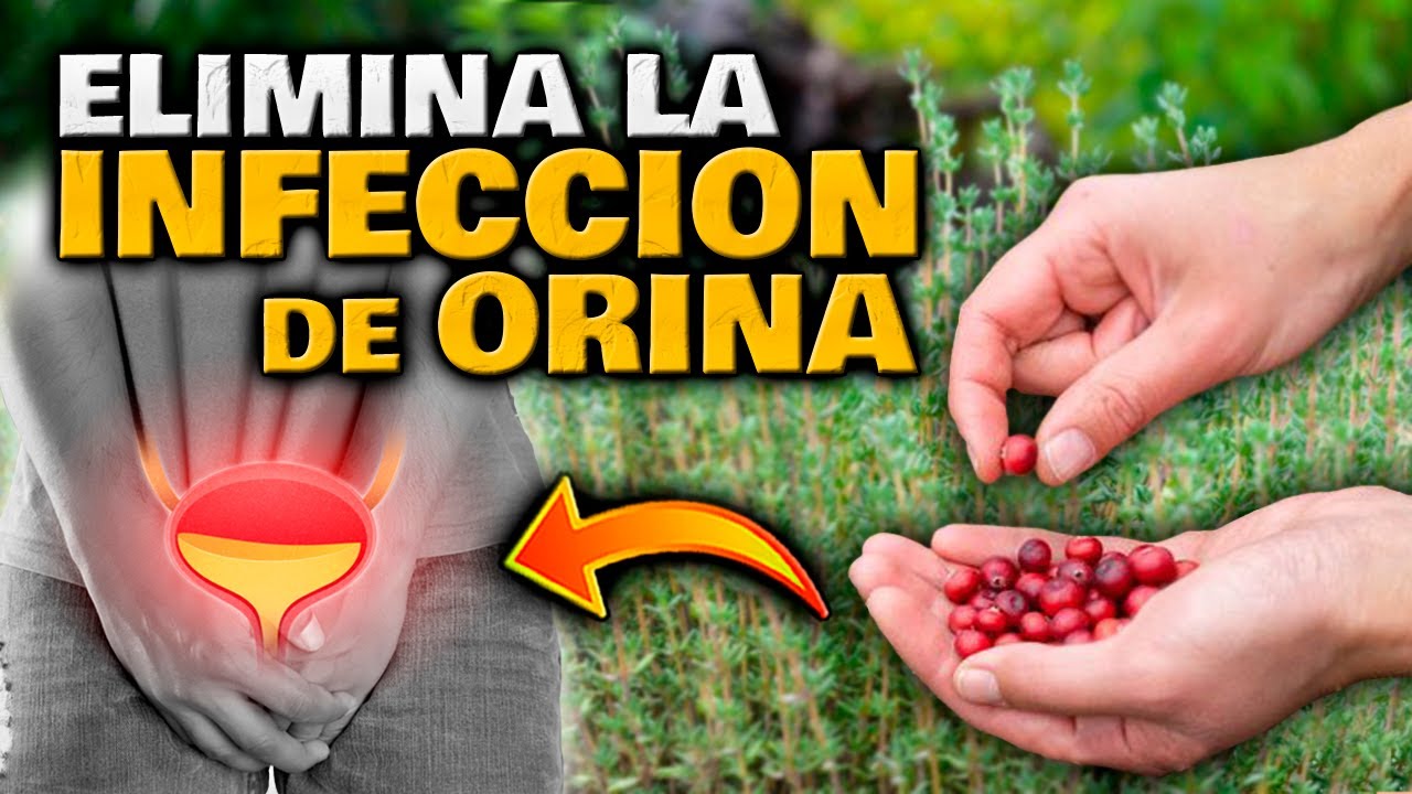 PLANTAS EFECTIVAS que CURAN y TRATAN la INFECCI&Oacute;N DE ORINA y RI&Ntilde;ONES | PREVENIR INFECCI&Oacute;N URINARIA