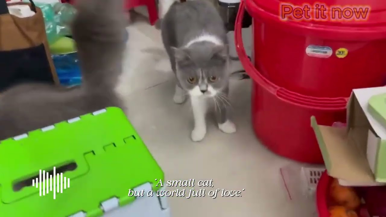 Life with Cats &ndash; Little Moments, Big Love 🐾