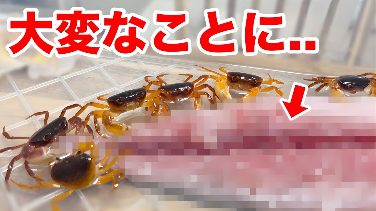 鮮魚スーパー産のサワガニが集まってヤバい...